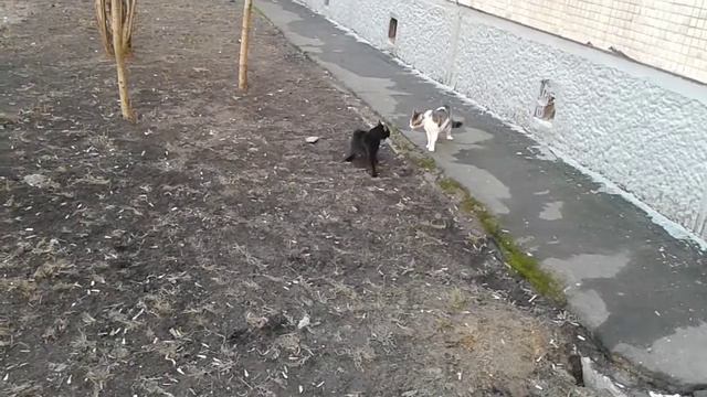 Коты подрались смотреть онлайн