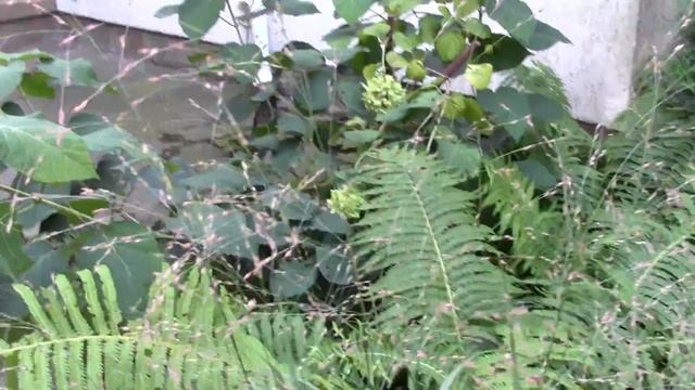 Декоративные травы и злаки в моем саду? смотреть онлайн