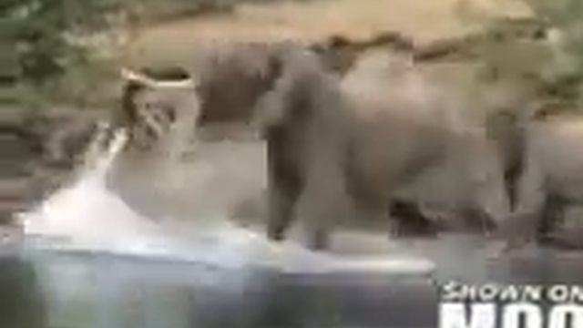 слона за хобот схватил крокодил смотреть онлайн