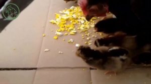 Чем кормить суточных цыплят несушек