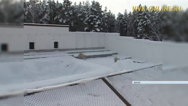 Белая медведица Колымана из зоопарка «Орто Дойду» стала мамой смотреть онлайн