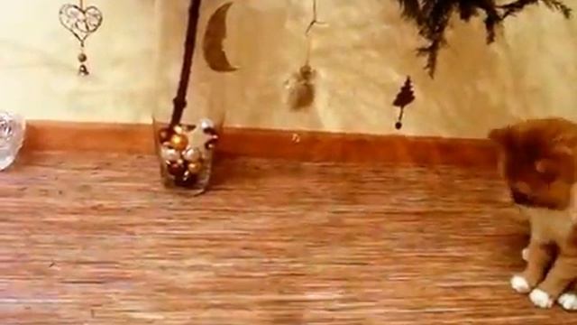 Cat vs Snake — Кот встречает новый год Змеи смотреть онлайн