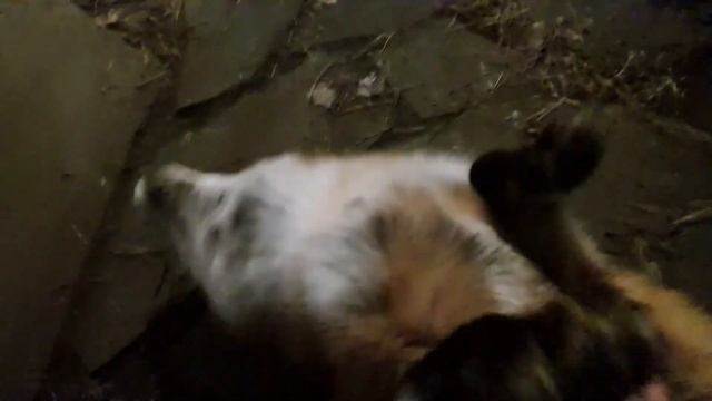 Ли Сяо / Alice the Fox Лиса Алиса (Глаза лисы сияют в ожидании редкого лакомства) смотреть онлайн