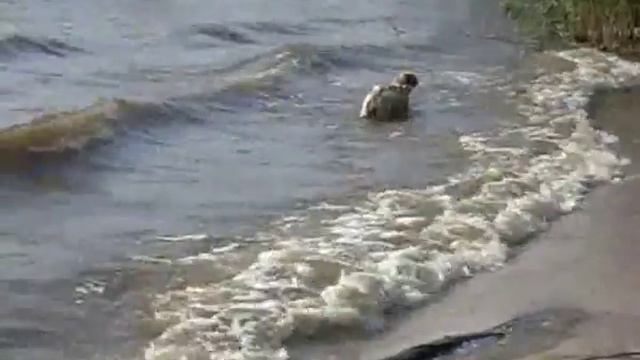 Фиона Микель Пират Серфер смотреть онлайн