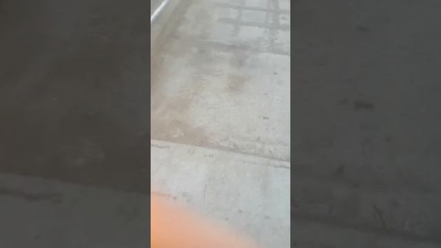 Как приручить собаку к прогулке без поводка смотреть онлайн