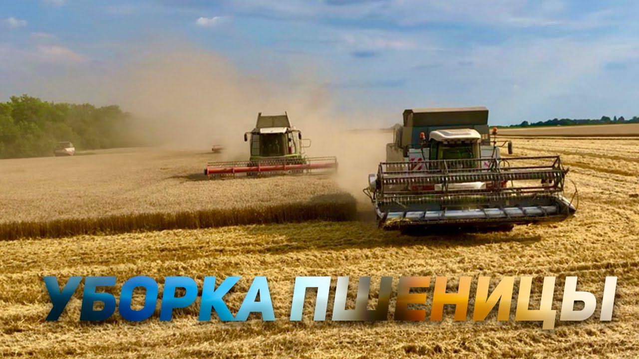 Уборка пшеницы на КАМАЗЕ смотреть онлайн