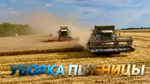 Уборка пшеницы на КАМАЗЕ