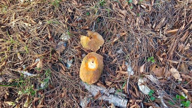 РЫЖИКИ 17 ДЕКАБРЯ? Не, НЕ СЛЫШАЛИ! Грибник В БЕШЕНСТВЕ! Грибы ОШАРАШЕНЫ, увидев меня ЗИМОЙ 2022 смотреть онлайн