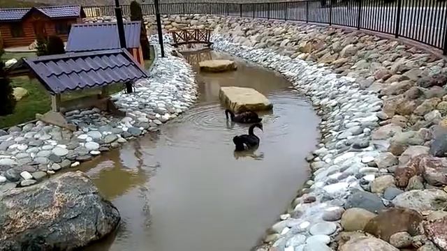 Черные лебеди на пруду зоопарка I8(916)702-11-08 Москва смотреть онлайн