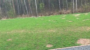 Мой личный опыт посадки клевера. Время всхода.