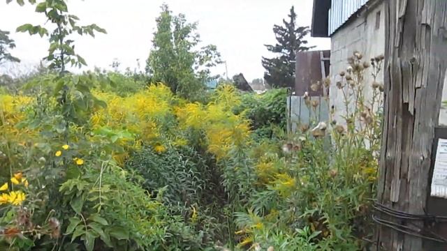 КУПИЛ ДАЧУ ЗА 160 000р ОБЗОР ОГОРОДА, ОБЗОР ДАЧИ, УРОЖАЙ, ДОМИК, ТЕПЛИЦА, БАНЯ смотреть онлайн