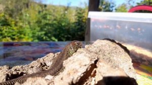 Обзор моих ящериц! Прыткие ящерицы! #ящерица #lizard