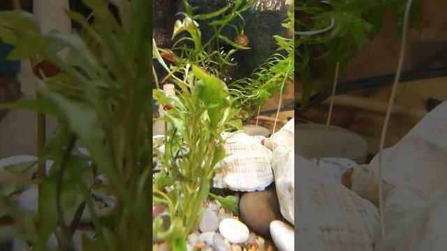 Очищение и защита помещений. Возвращающиеся заболевания. Карма. Причинно-следственные связи. смотреть онлайн