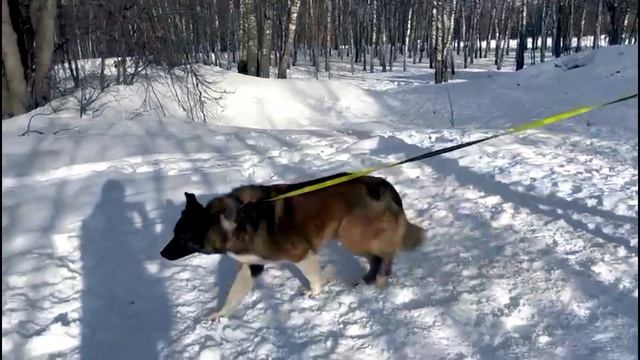 Артем - наше плюшевое счастье смотреть онлайн