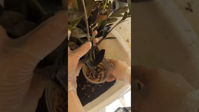 Пересадка Замиокулькаса - важные моменты #замиокулькас #комнатныерастения #нижнийновгород #zzplant смотреть онлайн