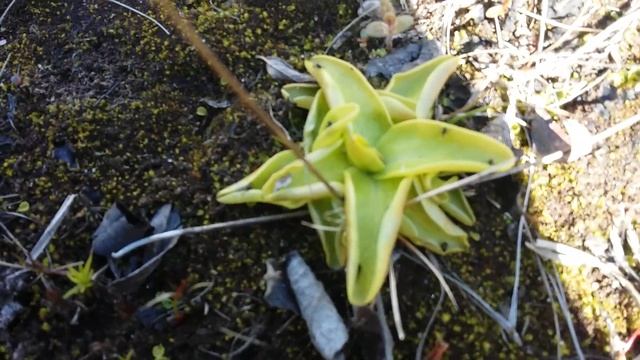 Жирянки обыкновенные и круглолистные росянки смотреть онлайн