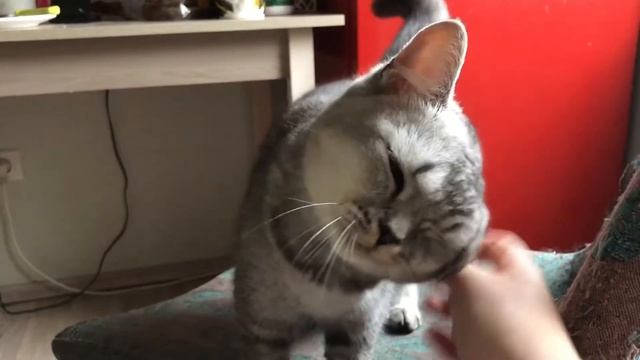 Один день из жизни. Готовка. Британец Феликс смотреть онлайн