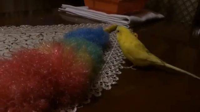 10 ПРИЧИН КУПИТЬ ПОПУГАЯ. смотреть онлайн