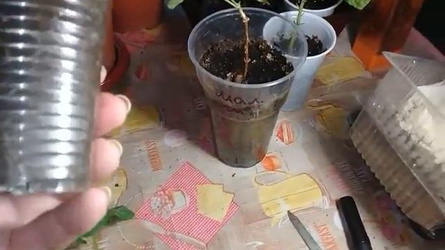 ЧЕРЕНКИ ГОРТЕНЗИИ,ДЕКАБРИСТОВ,ФИАЛОК И ДР.