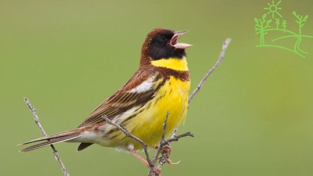 Голоса птиц Как поёт Дубровник (Emberiza aureola).mp4 смотреть онлайн