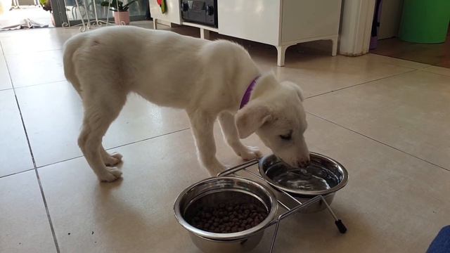 Впервые пьём водичку из мисочки смотреть онлайн