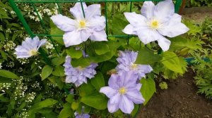 Клематис Блю Эксплоужен .  Clematis Blue Explosion  . Польские сорта клематис . Группа Патенс .