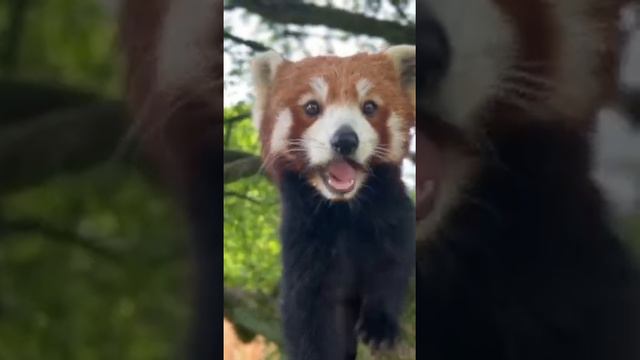 #memes смотреть онлайн