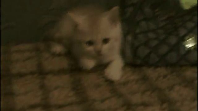 Рыжий шотландский котенок смотреть онлайн