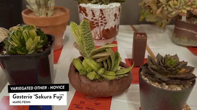 Succulents Identification: Gasteria Sakura Fuji