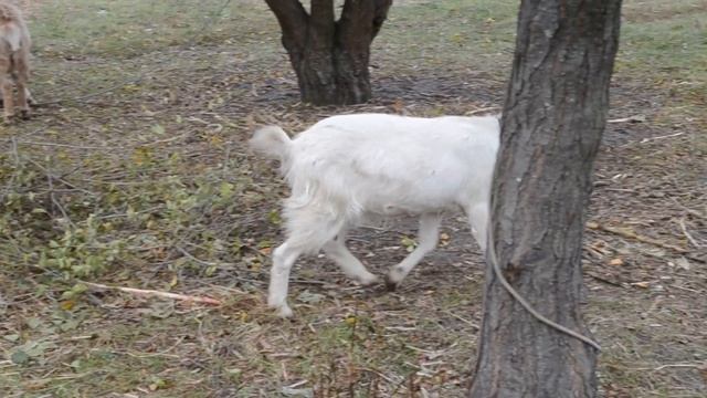 Красивые козочки Козочки пасутся смотреть онлайн
