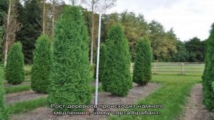 Выбираем сорта туй для живой изгороди
