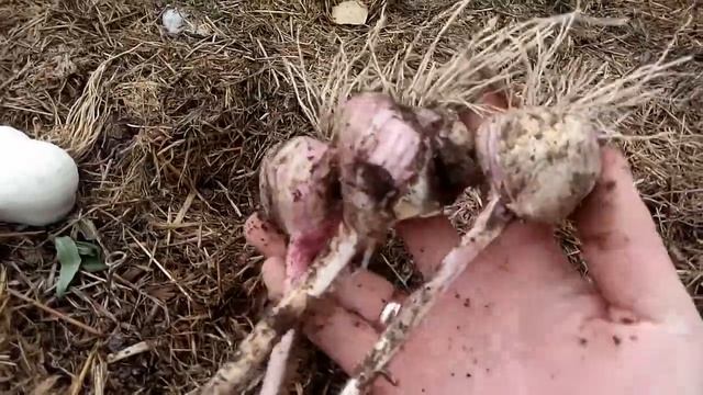 Урожай китайского чеснока. смотреть онлайн