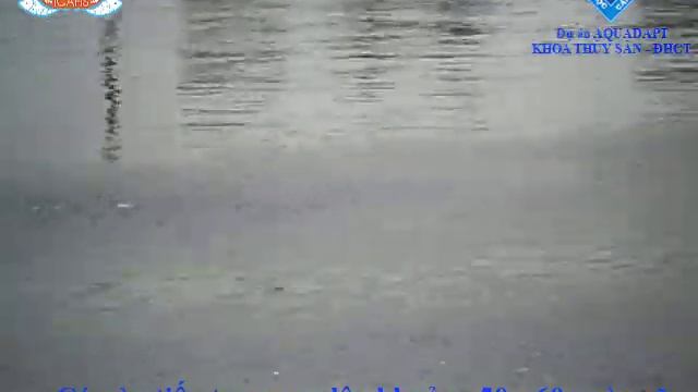 MÔ HÌNH ƯƠNG CÁ TRA (Pangasianodon hypophthalmus) TRÊN AO NỔI смотреть онлайн