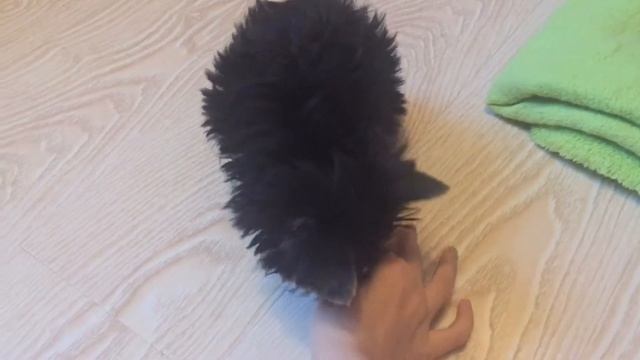 ДРЕССИРОВКА ЙОРКА/ КОМАНДА ЛЕЖАТЬ/ КОМАНДА СИДЕТЬ/ Йоркширский терьер смотреть онлайн