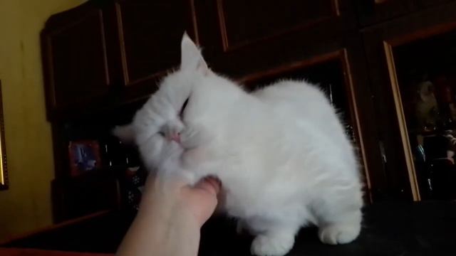 Манчкин нежится, мимишность зашкаливает. смотреть онлайн