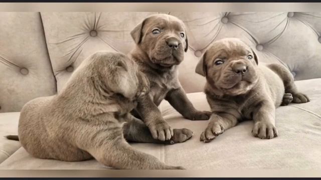 Прелестные щенки Кане Корсо смотреть онлайн