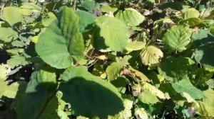 Фундук Трапезунд.Тяжелые уроки 2023 года.Хлороз и пустые орехи.