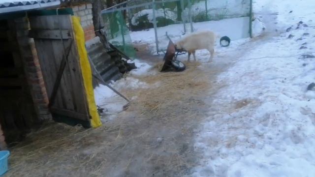 Обнаглевшая кошка на столе. Желток пинает тачку. Идем из магазина смотреть онлайн
