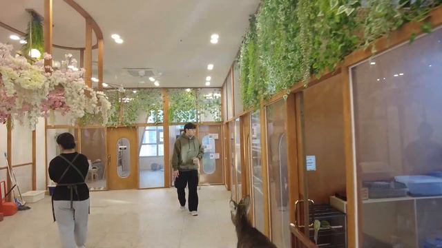 국제커플밀라&빈[러시아&한국]현빈이생일BIRTHDAY VLOG: день рождение Хёнбина, встреча с оленем, японское кафе! ✨🥳🌃 смотреть онлайн