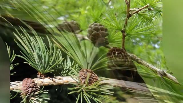 ЛИСТВЕННИЦА (LARIX) сем. Сосновые смотреть онлайн