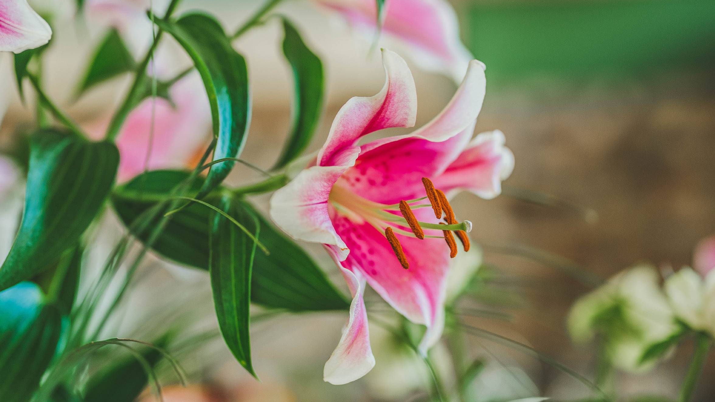 doze of meduse смотреть онлайн