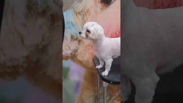 말티즈 알머리컷🐕🐶 #경주애견미용 #경주펫미용 #경주강아지미용 #황성동애견미용 #용강동애견미용 #말티즈미용 #말티즈얼굴컷 #말티즈알머리컷 #말티즈가위컷 смотреть онлайн