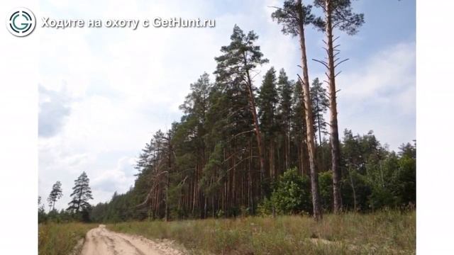 Охота в Рязанской области  Сасовская РОО ОиР Пичкиряевское охотхозяйство охота на тетерева