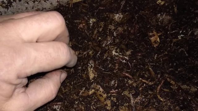 Черви в опилках на четвёртый день. смотреть онлайн