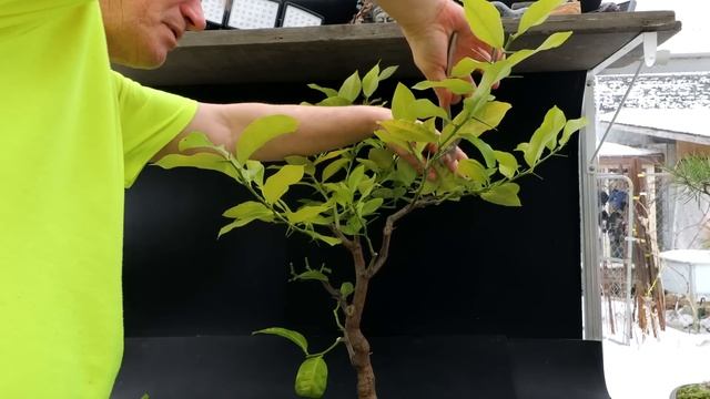 My Oldest Lemon Tree Bonsai, The Bonsai Zone, Feb 2023 смотреть онлайн