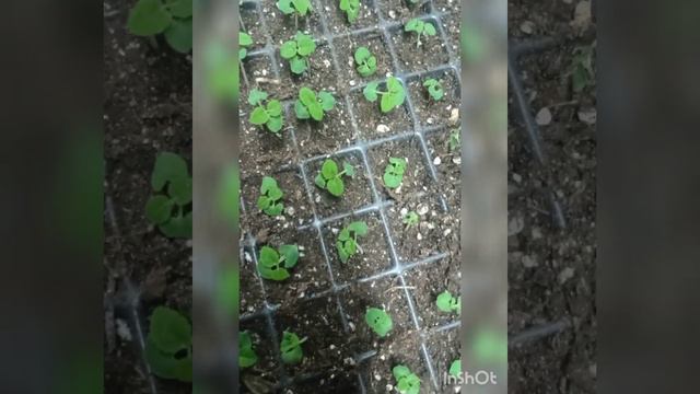 пикировка сальвии!