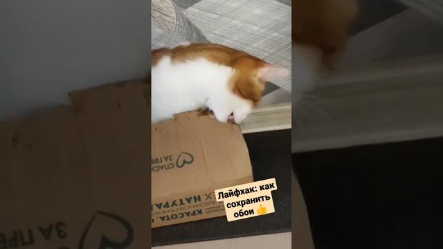 #как отучить кота рвать обои #Лёва рвёт коробку #лайфхак #shortscatsvideo смотреть онлайн