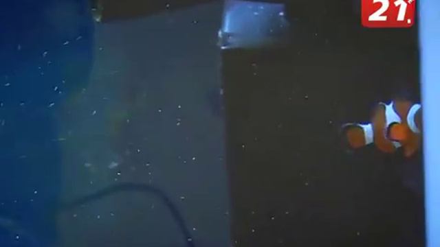 ТВ21 Как обитатели Красного моря прижились на Севере? смотреть онлайн