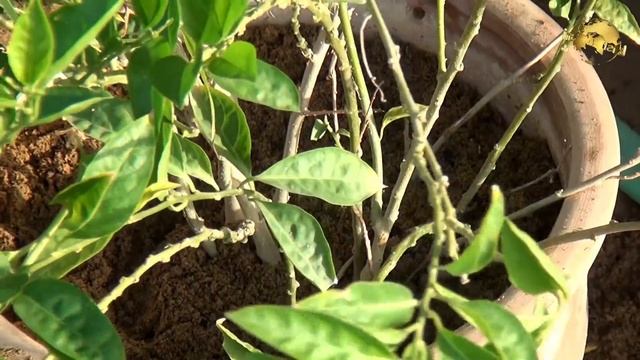 Informative About Raat ki Rani (Cestrum nocturnum) Motia (Jasminum sambac) Plants Care & Tips смотреть онлайн