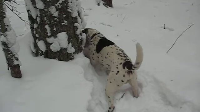 Собака в лесу